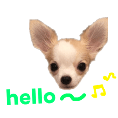 [LINEスタンプ] チワワのとらのすけ