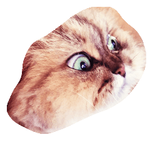 [LINEスタンプ] ねこいろいろ集め
