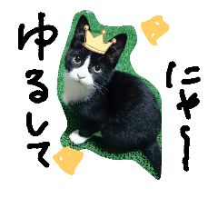 [LINEスタンプ] ハチワレ     猫     白黒     じっと君