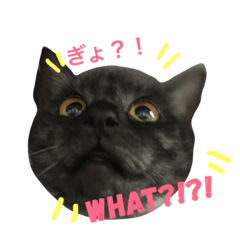 [LINEスタンプ] MAME what edition