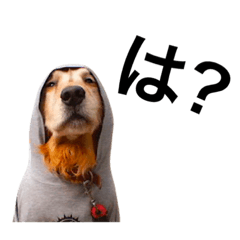[LINEスタンプ] cat+dog2
