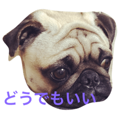 [LINEスタンプ] おぴっこ太郎 
