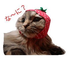 [LINEスタンプ] DairikiDaruma 