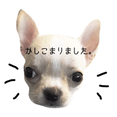 [LINEスタンプ] ビジネス系チワワ パティ