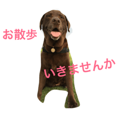 [LINEスタンプ] チョコラブ コンビ