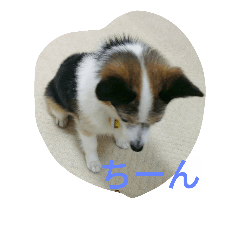 [LINEスタンプ] Chachao's daily life