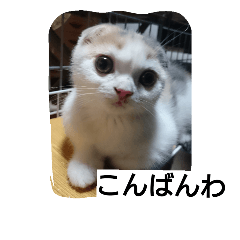 [LINEスタンプ] わが家のスコタン3