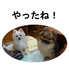 [LINEスタンプ] モフ犬