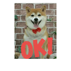 [LINEスタンプ] 柴犬まぁたん