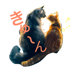 [LINEスタンプ] 猫と猫 M＆H