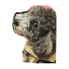 [LINEスタンプ] pretty dogs(lan)