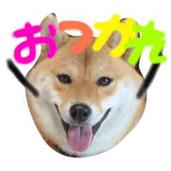 [LINEスタンプ] 柴犬 はなごん