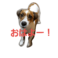 [LINEスタンプ] ジャックラッセルテリアのルークです