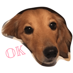 [LINEスタンプ] 風のスタンプ