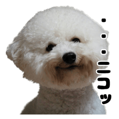 [LINEスタンプ] クレイジードッグ
