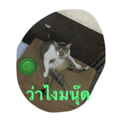 [LINEスタンプ] Muay Cat