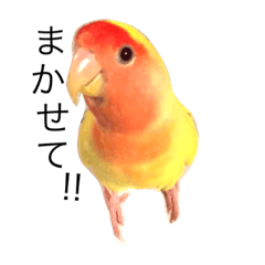 [LINEスタンプ] コザクラインコのキロちゃん