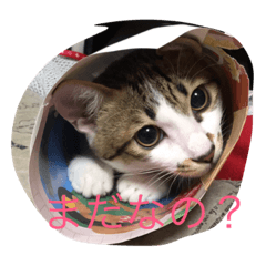 [LINEスタンプ] ねこの一言