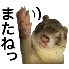 [LINEスタンプ] I LOVE FERRET 7 フェレット