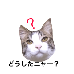 [LINEスタンプ] 猫のリヴァイ 