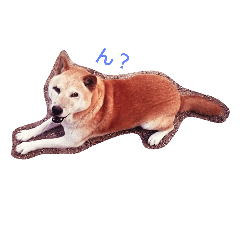 [LINEスタンプ] Larger Shiba Inu 