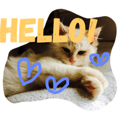 [LINEスタンプ] ふわ猫くんはラグドール 