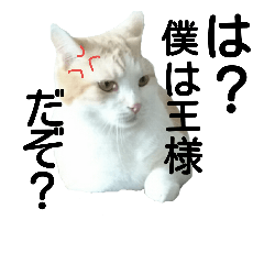 [LINEスタンプ] かよわいねこ 