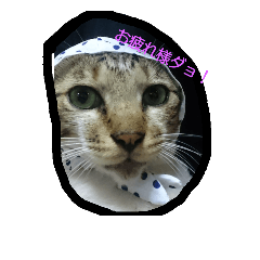 [LINEスタンプ] トラ男くん