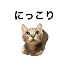 [LINEスタンプ] キジトラ猫りお