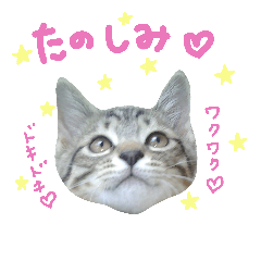 [LINEスタンプ] ねこスタ2
