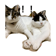 [LINEスタンプ] はちもこ1号