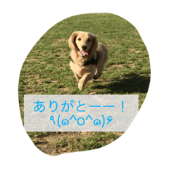 [LINEスタンプ] まったりダックス賢