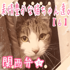 [LINEスタンプ] 【関西弁】表情豊かな猫ちゃん達。6