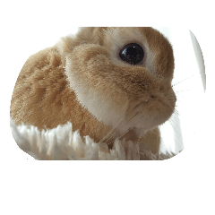 [LINEスタンプ] うさぎのちゅらちゃん
