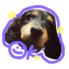 [LINEスタンプ] わが家のダックス実写すたんぷ
