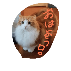 [LINEスタンプ] ネコですけど何か？