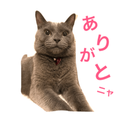 [LINEスタンプ] ねこにゃこ