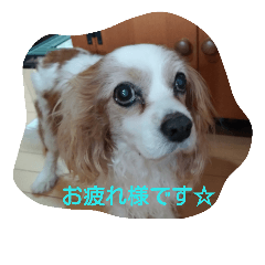 [LINEスタンプ] cavalier life