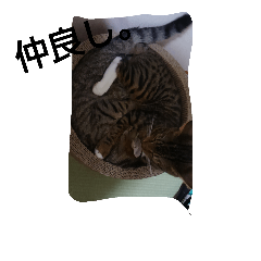 [LINEスタンプ] my cats 4 <3