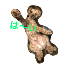 [LINEスタンプ] プードル日常会話