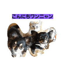 [LINEスタンプ] bibi＆chicchi＆kuuta