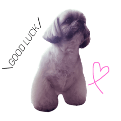 [LINEスタンプ] シーズー犬のダンテくん