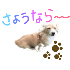 [LINEスタンプ] 愛犬つなの日常