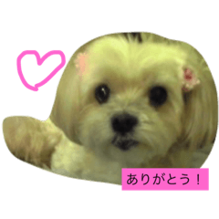[LINEスタンプ] 可愛いメリーちゃん