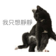 [LINEスタンプ] my cats daily