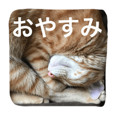 [LINEスタンプ] ニャンとかスタンプ