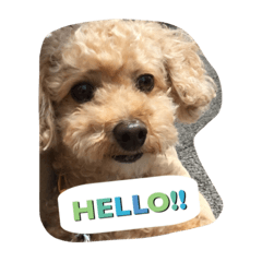 [LINEスタンプ] Toy poodle Loop's stickers