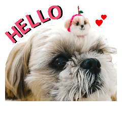 [LINEスタンプ] シーズーのふうたの日常生活2