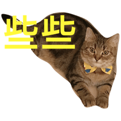 [LINEスタンプ] neko says