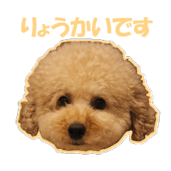 [LINEスタンプ] プードルのわんたん